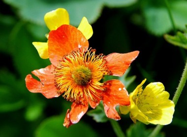 Doğu Karadeniz Çiçekleri, Sarı