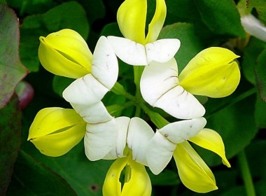 Doğu Karadeniz Çiçekleri, Beyaz